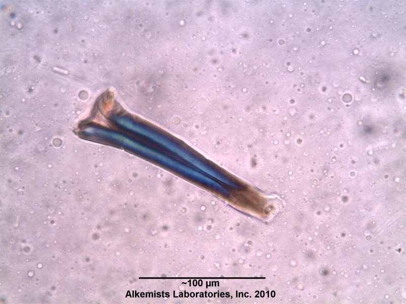 File:Soy Bean.jpg