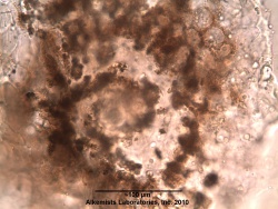 Agathosma betulina-1 - Alkemist Laboratories.jpg