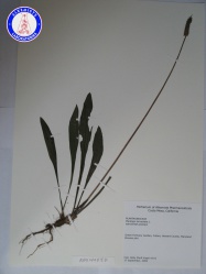 Plantago lanceolata RA01405JD A0225.jpg