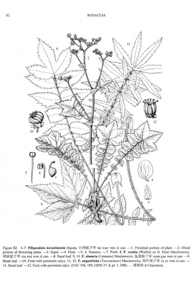 File:Filipendula ulmaria Tropicos 44067.jpg