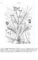Filipendula ulmaria Tropicos 44067.jpg