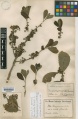 Ilex paraguariensis var. vestita Kew imageBarcode=K000588526 244373.jpg