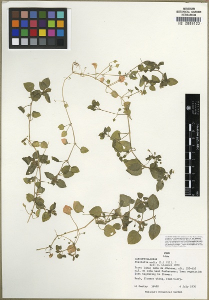 File:Stellaria media Tropicos 100002703 (S).jpg