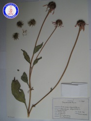 Echinacea angustifolia (2) DG3502NSF A0102.jpg