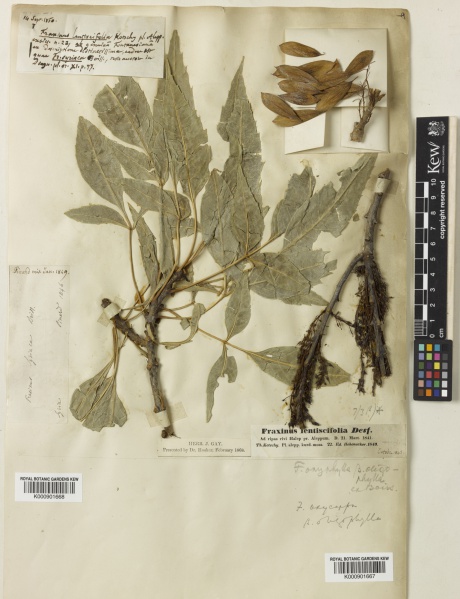 File:Fraxinus oxyphylla var. oligophylla Kew imageBarcode=K000901668 517295.jpg