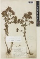 Origanum vulgare subsp. vulgare Kew barcode=K001070102 617705.jpg