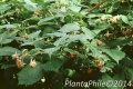 PlantaPhile - 601.jpg