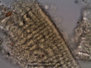 Ascophyllum nodosum - Alkemist Laboratories.jpg