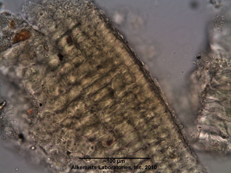 File:Ascophyllum nodosum - Alkemist Laboratories.jpg