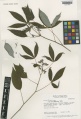 Manihot esculenta Kew barcode=K000716450 553207.jpg