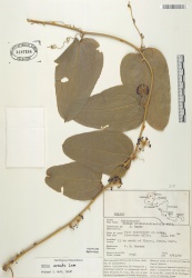 Smilax aristolochiifolia Tropicos 27626.jpg