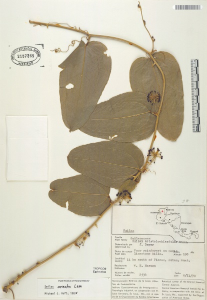 File:Smilax aristolochiifolia Tropicos 27626.jpg
