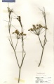 Foeniculum vulgare Tropicos 100013734.jpg