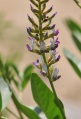 Glycyrrhiza glabra - inflorescence - eol.jpg