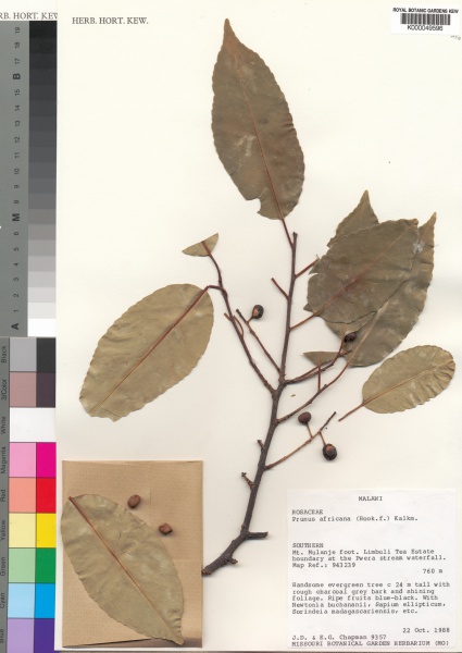 File:Prunus africana Kew barcode=K000049596 68909.jpg