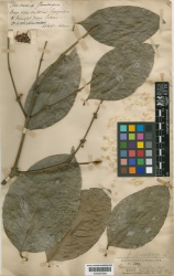 Garcinia hanburyi Kew imageBarcode=K000677699 294998.jpg