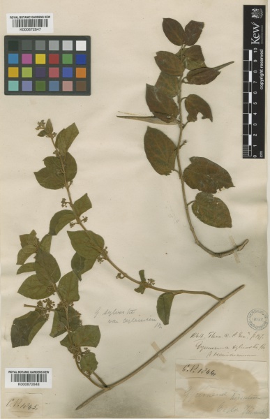 File:Gymnema sylvestre Kew imageBarcode=K000872847 502257.jpg