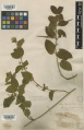 Gymnema sylvestre Kew imageBarcode=K000872847 502257.jpg