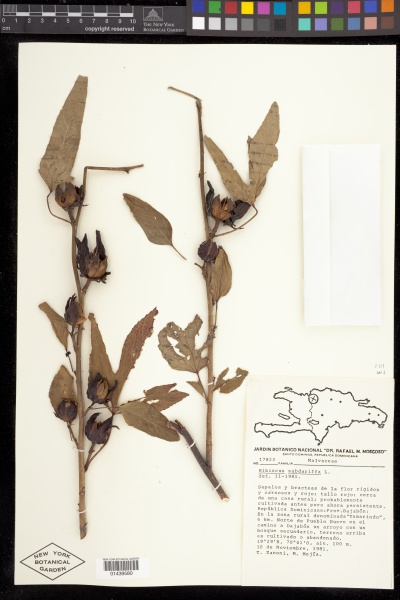 File:Hibiscus sabdariffa L. - Starr - 01439580.jpg