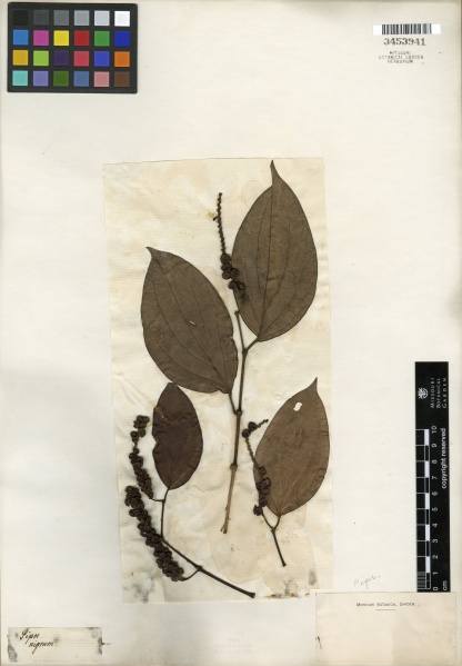 File:Piper nigrum Tropicos 100213130 (S).jpg