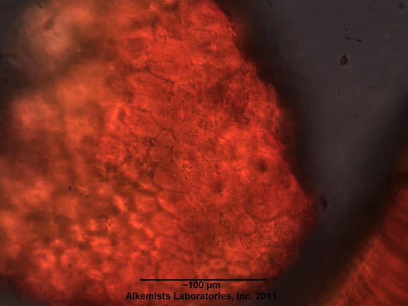 File:Vitis vinifera seed-1.jpg