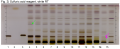 800px-Paeonia lactiflora-Sulfuric acid reagent, white RT-hptlc-association.png