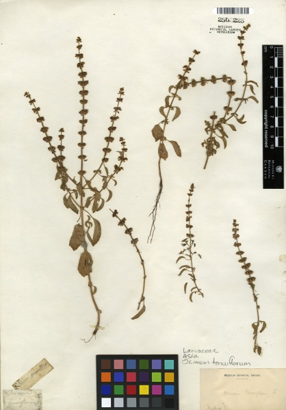 File:Ocimum tenuiflorum Tropicos 100182481 (S).jpg