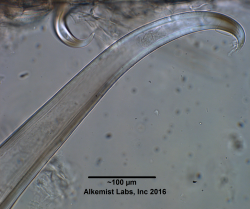 Galium aparine (leaf) trichome Alkemist Labs.png
