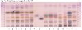 Amomum villosum-Amomum longiligulare-hptlc-association.png