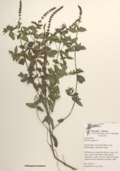 Mentha piperita - Botanical Liasons.jpg