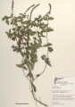 Mentha piperita - Botanical Liasons.jpg