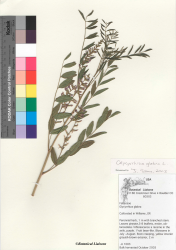 Glycyrrhiza glabra - Botanical Liasons.png