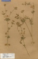 Apium graveolens Tropicos 100011769.jpg