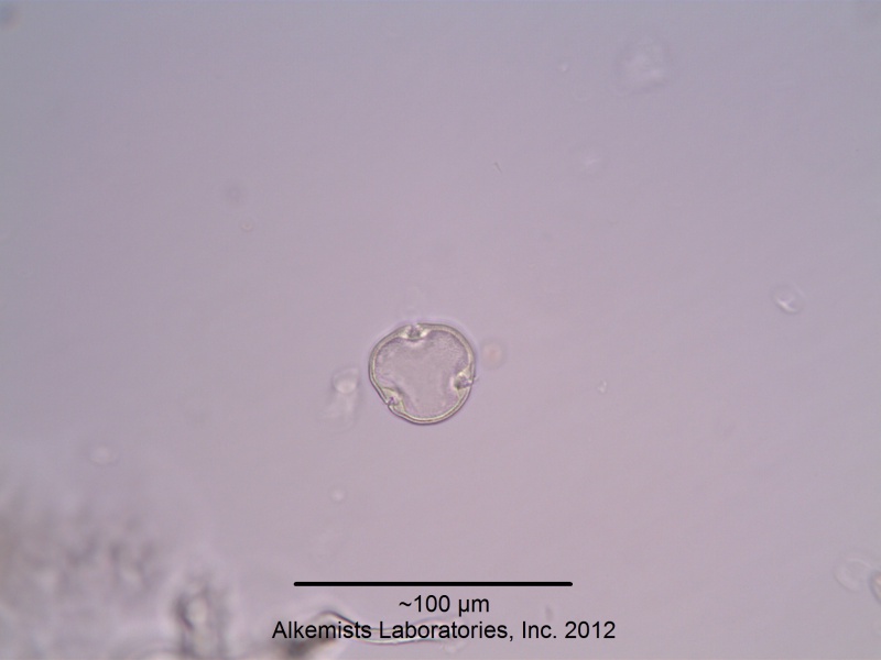 File:Tilia x europaea-1 - Alkemist Laboratories.jpg