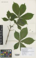 Aesculus hippocastanum Kew imageBarcode=K000914265 517072.jpg