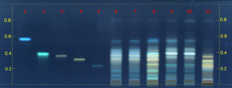 File:Camag-blackcohosh-1-H2SO4-uv366.png
