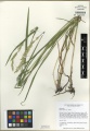 Elymus repens Tropicos 100010959.jpg