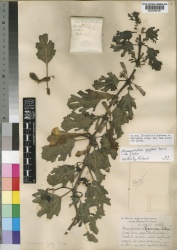 Harpagophytum zeyheri subsp. zeyheri Kew imageBarcode=K000058191 197601.jpg