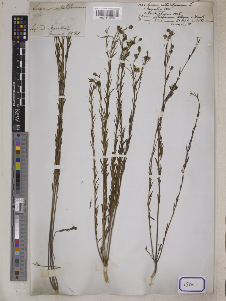 File:Linum usitatissimum Kew barcode=K001113265 677325.jpg