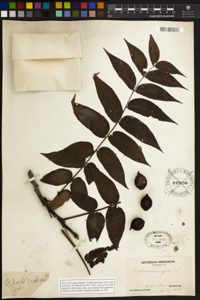 File:Juglans nigra Tropicos 100276438.jpg