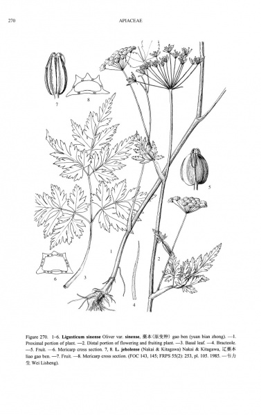File:Ligusticum sinense Tropicos 72993.jpg