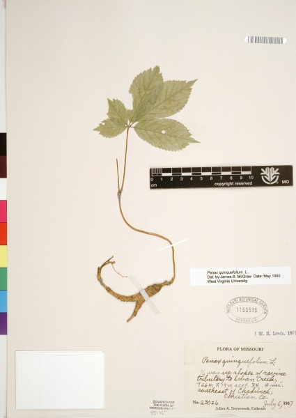 File:Panax quinquefolius Tropicos 53111.jpg