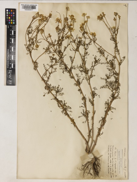 File:Matricaria recutita Kew barcode=K000928478 513147.jpg