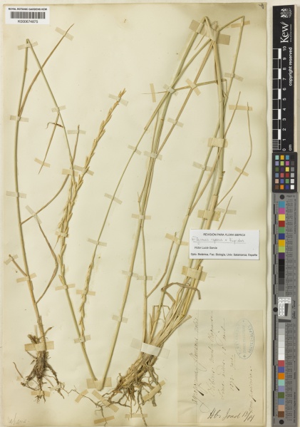 File:Elymus repens Kew imageBarcode=K000674875 666571.jpg