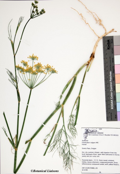 File:Foenicium vulgare - Botanical Liasons.jpg