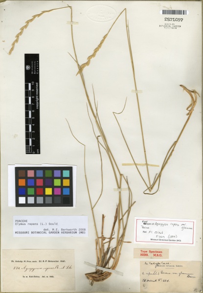 File:Elymus repens Tropicos 100167884.jpg