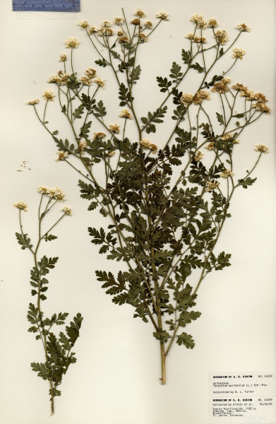 File:Tanacetum parthenium Tropicos 100018502.jpg