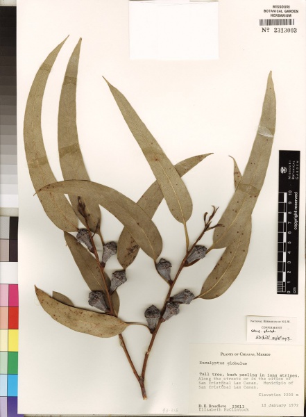 File:Eucalyptus globulus Tropicos 70801 (s).jpg