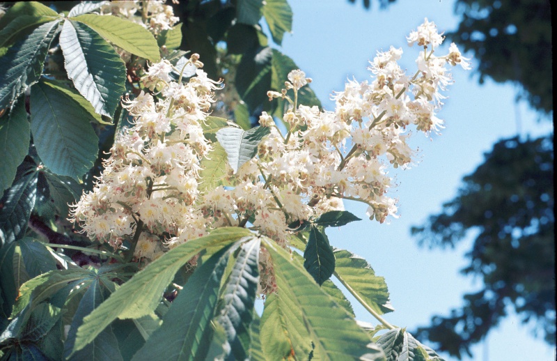 File:Aesculus hippocastanum Tropicos 35153.jpg
