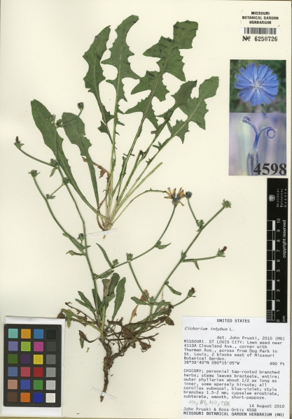 File:Cichorium intybus Tropicos 100157670.jpg